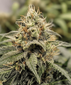 Jack Herer Auto